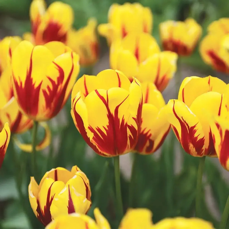 Tulipe Triomphe 'Washington' - Tulipa | Achat direct au producteur