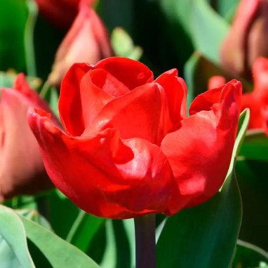 Tulipe Triomphe 'Escape' - Tulipa | Achat direct au producteur