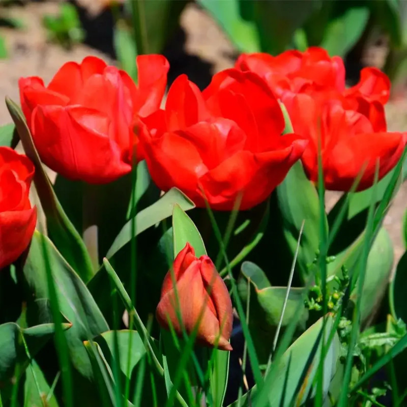 Tulipe Triomphe 'Escape' - Tulipa | Achat direct au producteur