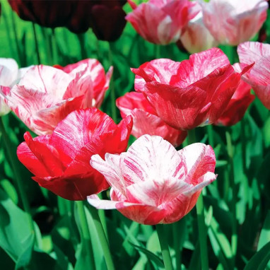 Tulipe Triomphe 'Hemisphere' - Tulipa | Achat direct au producteur