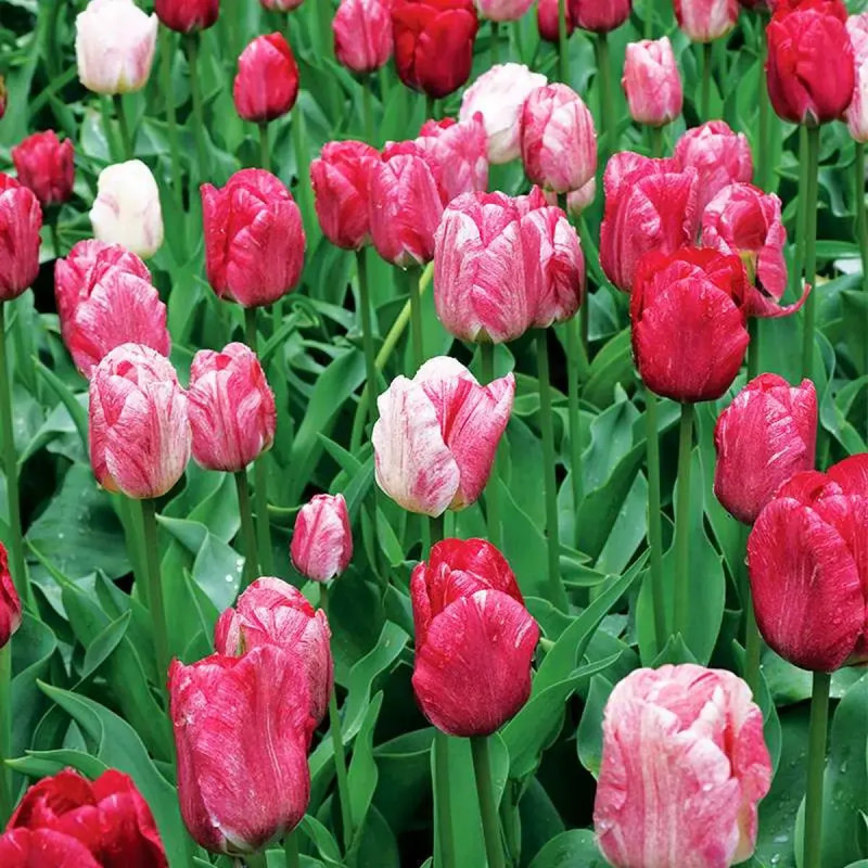 Tulipe Triomphe 'Hemisphere' - Tulipa | Achat direct au producteur