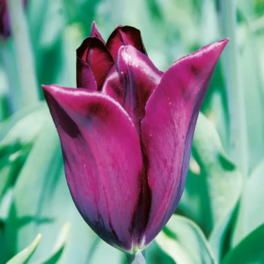 Tulipe Triomphe 'Indeland' - Tulipa | Achat direct au producteur