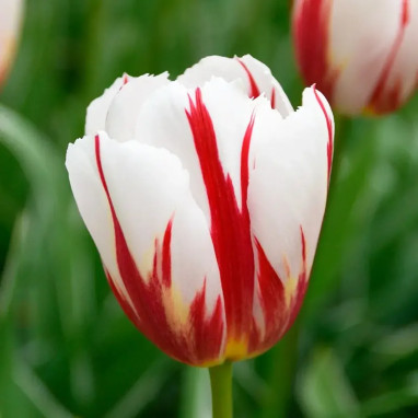 Tulipe Triomphe 'Happy Generation' - Tulipa | Achat direct au producteur