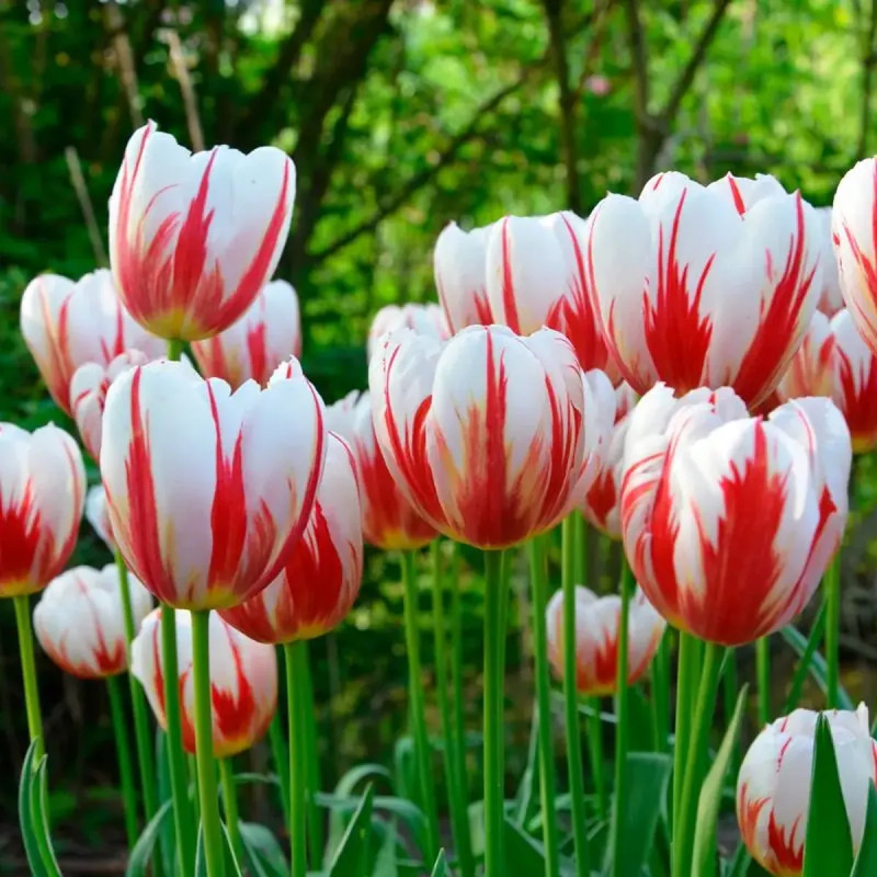 Tulipe Triomphe 'Happy Generation' - Tulipa | Achat direct au producteur