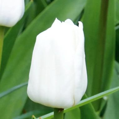 Tulipe Triomphe 'Royal Virgin' - Tulipa | Achat direct au producteur