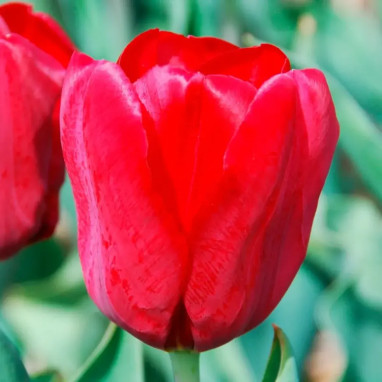 Tulipe Triomphe Seadov - Tulipa | Achat direct au producteur