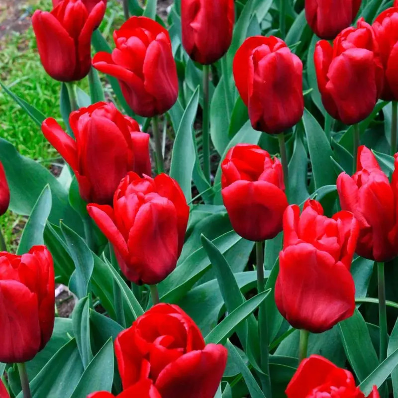 Tulipe Triomphe Seadov - Tulipa | Achat direct au producteur