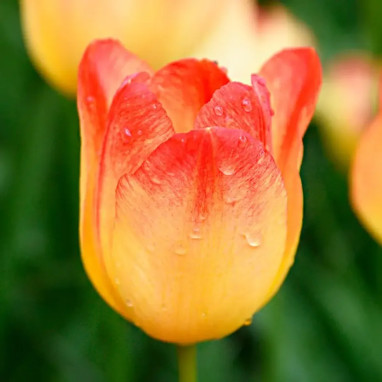 Tulipe Triomphe Suncatcher - Tulipa | Achat direct au producteur