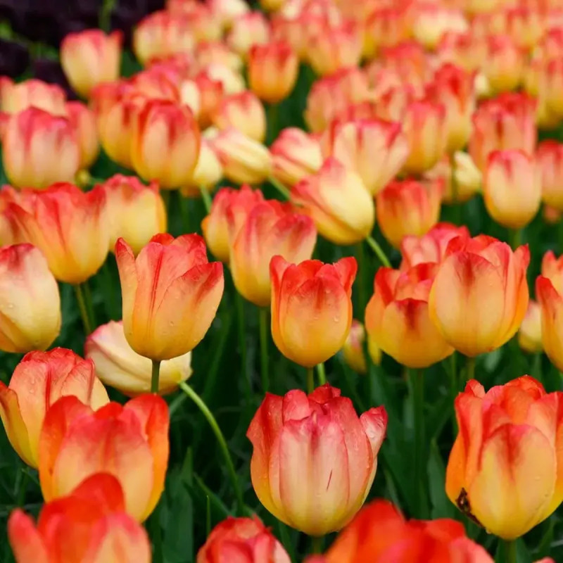 Tulipe Triomphe Suncatcher - Tulipa | Achat direct au producteur