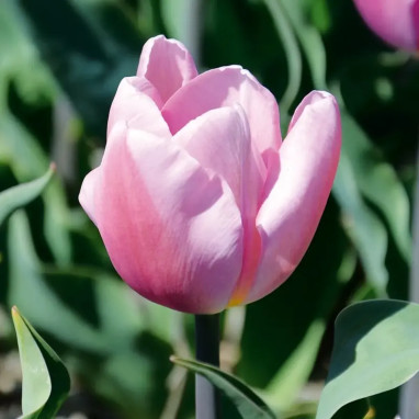 Tulipe Triomphe Synaeda Amor - Tulipa | Achat direct au producteur