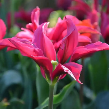 Tulipe Viridiflora 'Doll's Minuet' - Tulipa | Achat producteur