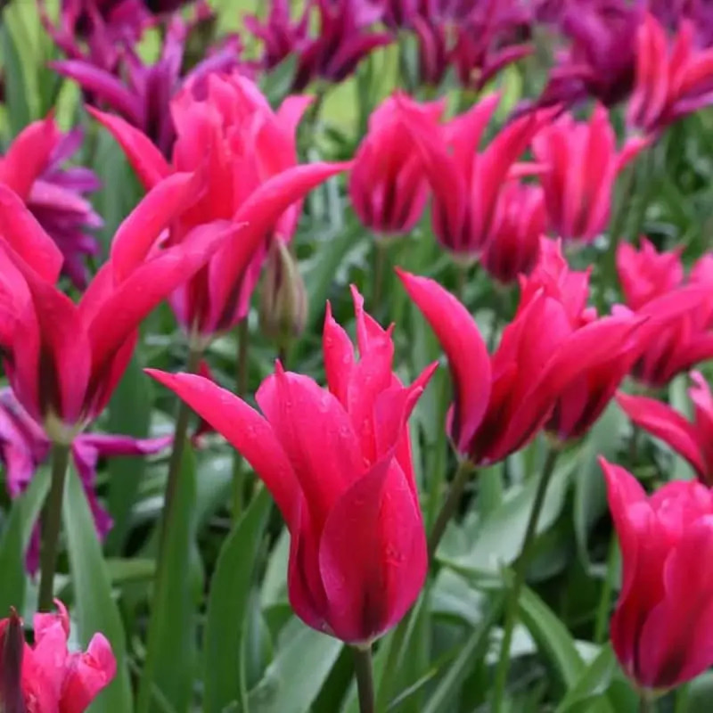 Tulipe Viridiflora 'Doll's Minuet' - Tulipa | Achat producteur