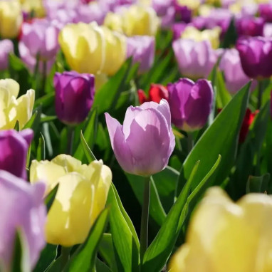 Tulipe simple hâtive 'Pastel' - Tulipa | Achat direct au producteur