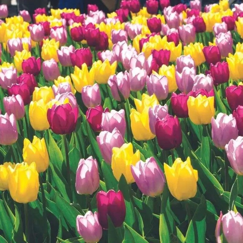 Tulipe simple hâtive 'Pastel' - Tulipa | Achat direct au producteur