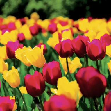 Tulipe Triomphe 'Contraste' - Tulipa | Achat direct au producteur