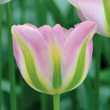 Tulipe Viridiflora 'Groenland' - Tulipa | Achat direct au producteur