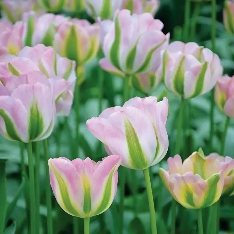 Tulipe Viridiflora 'Groenland' - Tulipa | Achat direct au producteur