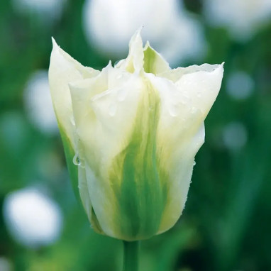 Tulipe Viridiflora 'Spring Green' - Tulipa | Achat direct au producteur