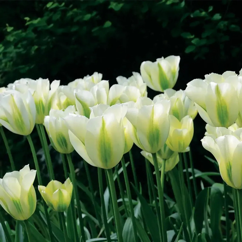 Tulipe Viridiflora 'Spring Green' - Tulipa | Achat direct au producteur