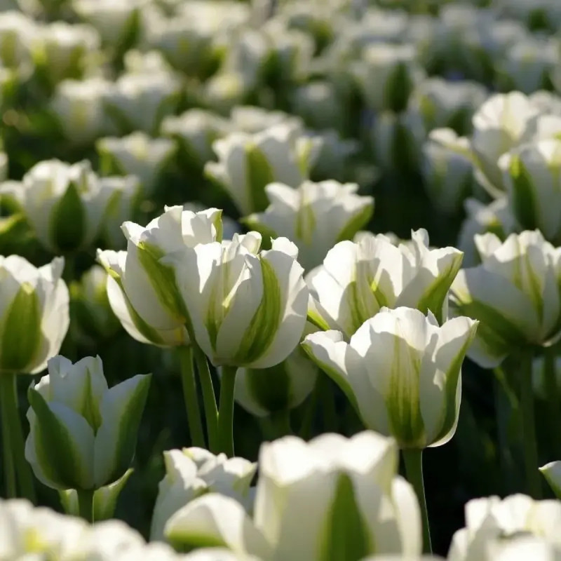 Tulipe Viridiflora 'Spring Green' - Tulipa | Achat direct au producteur