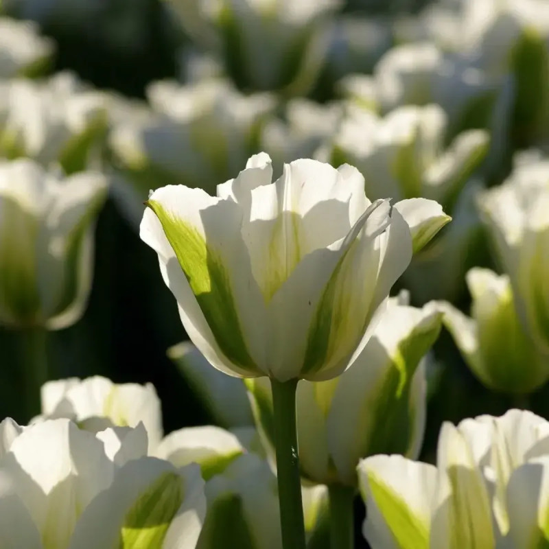 Tulipe Viridiflora 'Spring Green' - Tulipa | Achat direct au producteur
