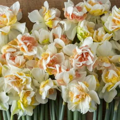 Narcisse Double Mélange - Narcissus | Achat direct au producteur