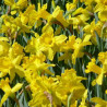 Narcisse Trompette Trompette Jaune