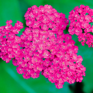 Achillée 'Cerise Queen' - Achillea millefolium | Achat producteur