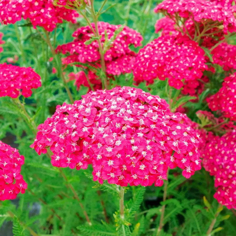 Achillée 'Cerise Queen' - Achillea millefolium | Achat producteur