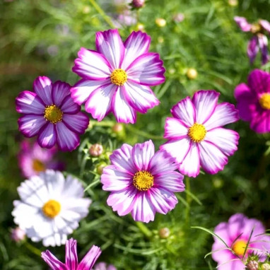 Cosmos bipinnatus 'Picotee' - Cosmos | Achat direct au producteur