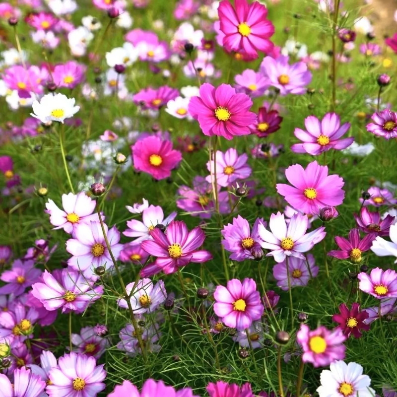 Cosmos bipinnatus 'Picotee' - Cosmos | Achat direct au producteur
