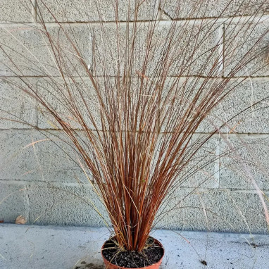 Carex 'Red Rooster' - Laîche | Achat direct au producteur