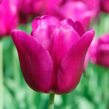 Tulipe Triomphe 'Passionale' - Tulipa | Achat direct au producteur