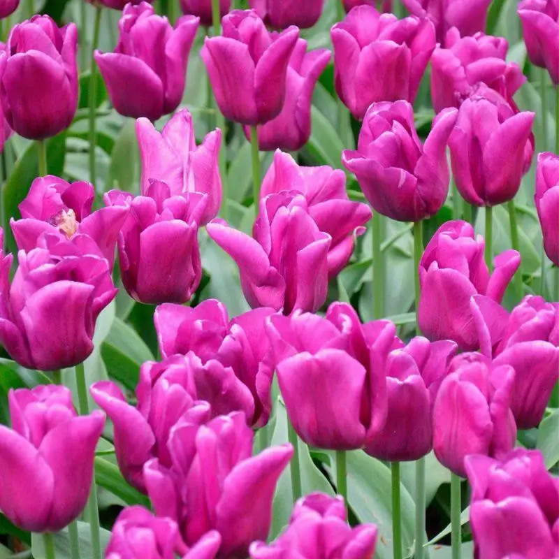 Tulipe Triomphe 'Passionale' - Tulipa | Achat direct au producteur