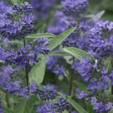 Caryopteris 'Heavenly Blue' - Caryopteris | Achat direct au producteur