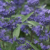 Caryopteris 'Heavenly Blue'