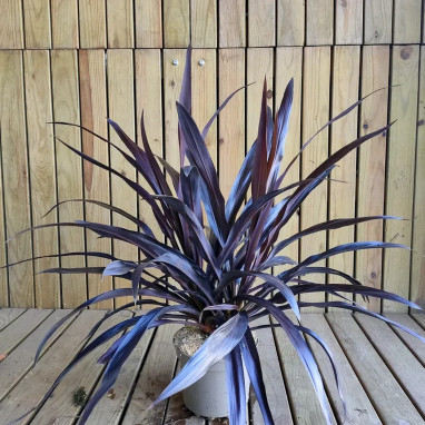 Cordyline australis 'Renegade' - Cordyline | Achat producteur