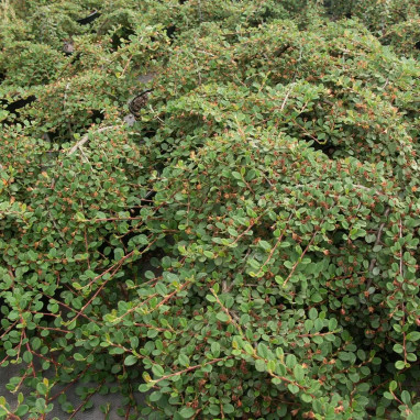 Cotonéaster de Dammer 'Green Carpet' - Cotoneaster | Achat producteur