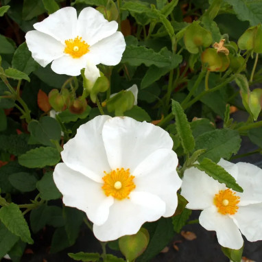 Ciste - Cistus corbariensis | Achat direct au producteur