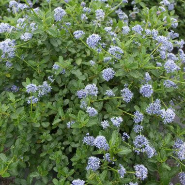 Céanothe 'Repens' - Ceanothus | Achat direct au producteur