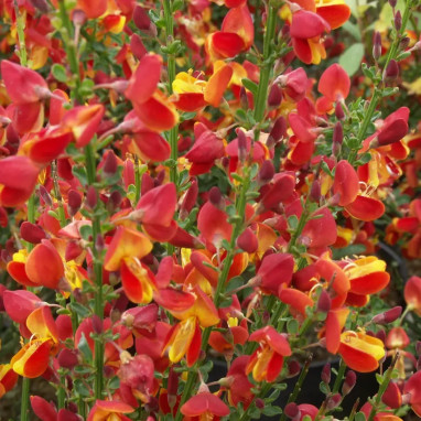 Genêt 'Lena' - Cytisus scoparius | Achat direct au producteur