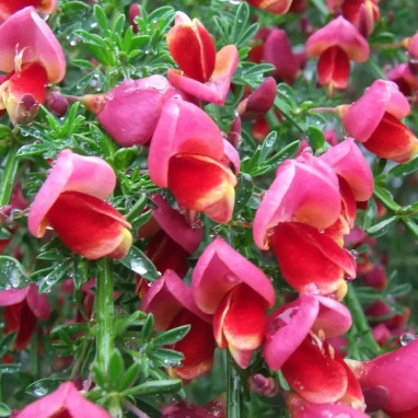 Genêt 'Hollandia' - Cytisus praecox | Achat direct au producteur