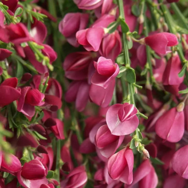 Genêt 'Boskoop Ruby' - Cytisus | Achat direct au producteur