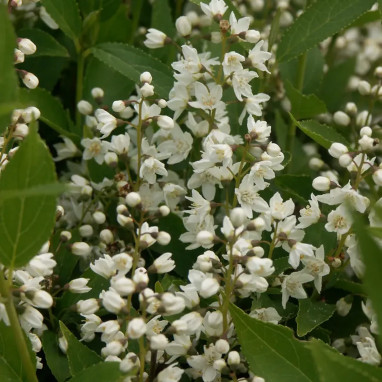 Deutzia 'Nikko' - Deutzia gracilis | Achat direct au producteur