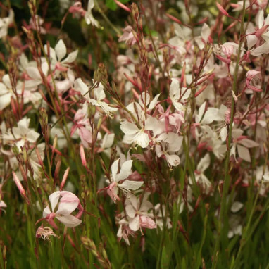 Gaura 'Alba Compacta' - Gaura lindheimeri | Achat direct au producteur