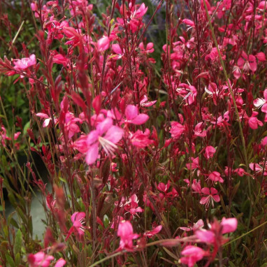 Gaura lindheimeri 'Red Compacta' | Achat direct au producteur