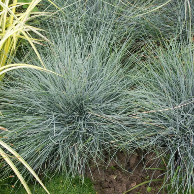 Fétuque 'Glauca' - Festuca ovina | Achat direct au producteur