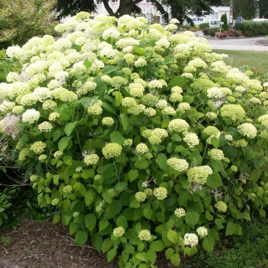 Hortensia 'Annabelle' - Hydrangea | Achat direct au producteur