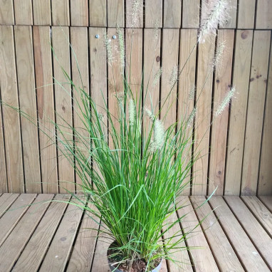 Pennisetum 'Hameln' - Pennisetum | Achat direct au producteur
