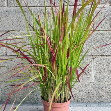 Panic érigé 'Rehbraun' - Panicum | Achat direct au producteur